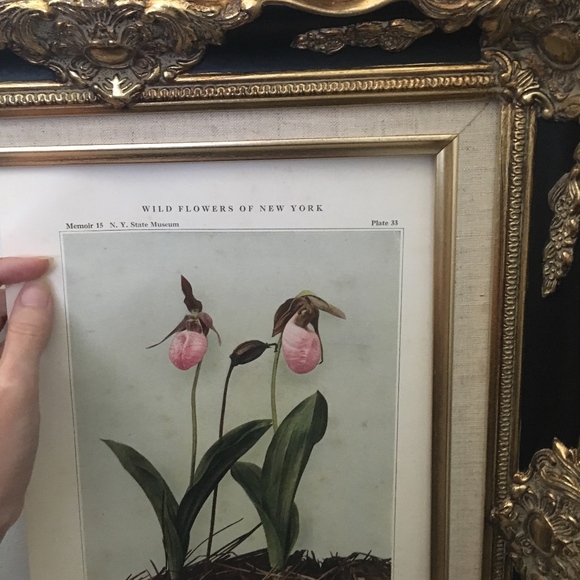 Orchid Antique Botanical Plant Print Original - Picture 4 of 8
